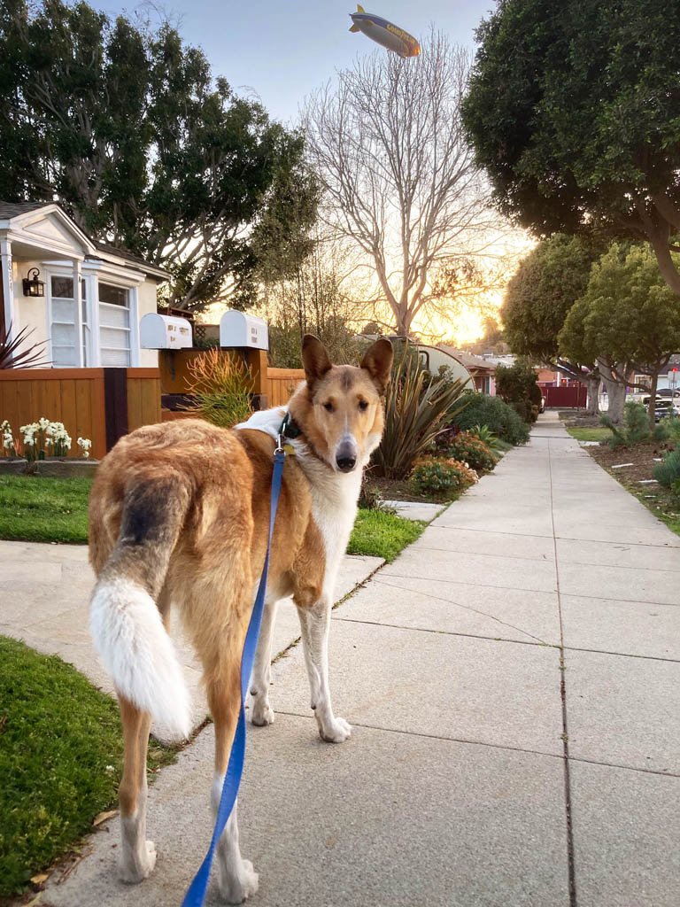 Paul and Milo in Santa Monica